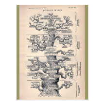 Tree Of Life / Pedigree Of Man Postcard