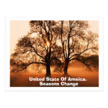 Tree, Seasons Change, United State Of Ameica. Postcards