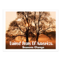 Tree, Seasons Change, United State Of Ameica. Postcards