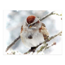Tree Sparrow in Winter Postcards
