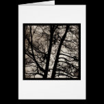 Tree Spirits cards