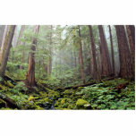 Tree stretch skyward in morning rains, Washington Photo Cutouts