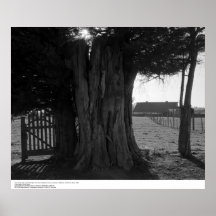 Tree Stump, Gate, and Distant Barn, March 1962 Poster