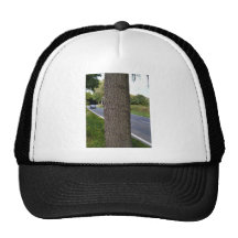 Tree Trunk along countryside road Hats