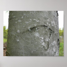 Tree Trunk Poster