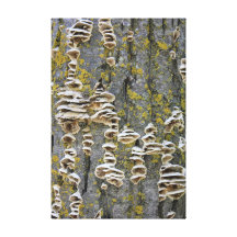 Tree Trunk with Lichen Gallery Wrap Canvas