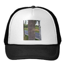 Tree Trunks along empty road Hats