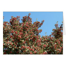 Tree With Red Berries Cards