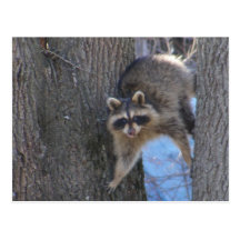 Treed Coon ~ postcard