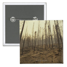 Trees after forest fire pinback buttons