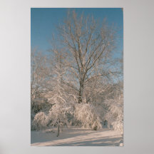 Trees After the Snow Poster