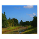 Trees blue sky small stream photograph in Florida