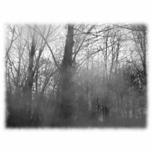 Trees in Mist. Black and White. Cut Out