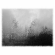 Trees in Mist. Black and White. Photo Sculpture