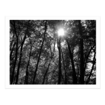 Trees & Sun (1) Postcard