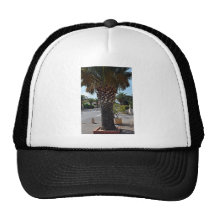 Trimmed palm tree close up hat