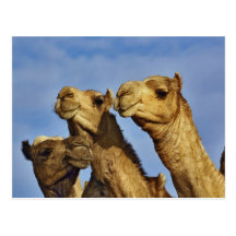 Trio of camels, camel market, Cairo, Egypt Post Card
