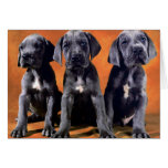 Trio of Puppies Cards