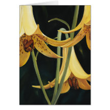 Trish Biddle Canada Lilly Greeting Cards