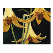 Trish Biddle Canada Lilly Postcards