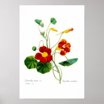 Tropaeolum majus(nasturtium) print