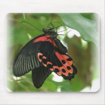 Tropical Butterfly Mouse Pad