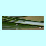 Tropical Dew Profile Card business cards