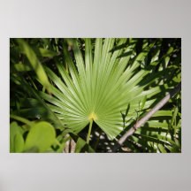 Tropical Fan Posters