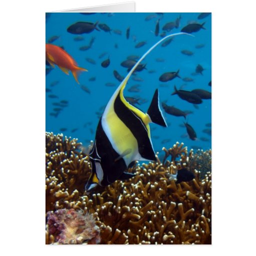 Tropical fish Card