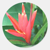 Tropical Flower Bird of Paradise Sticker