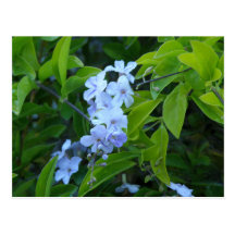 Tropical Flower Fiesta - Flores Azules Postcard