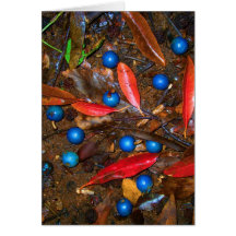 Tropical Forest Floor Greeting Cards