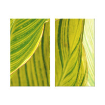 Tropical .Leaf Canvas Prints
