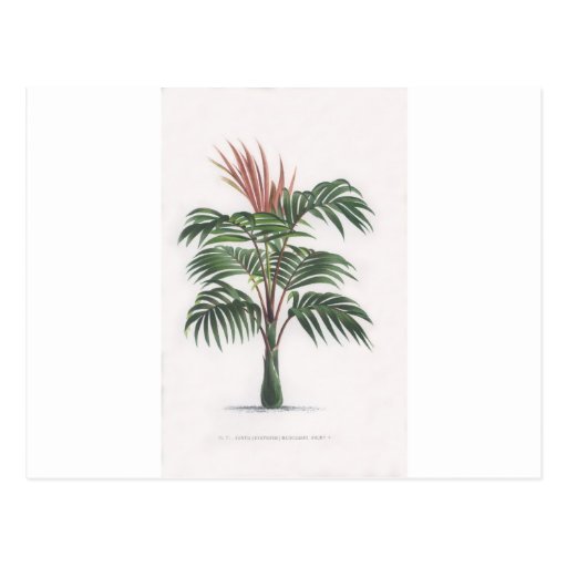 tropical palm tree collection - drawing V Postcard | Zazzle
Hawaiian Palm Tree Drawings