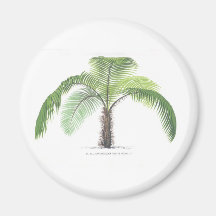 tropical palm tree collection - drawing VI Magnets