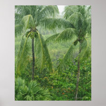 Tropical rainforest posters