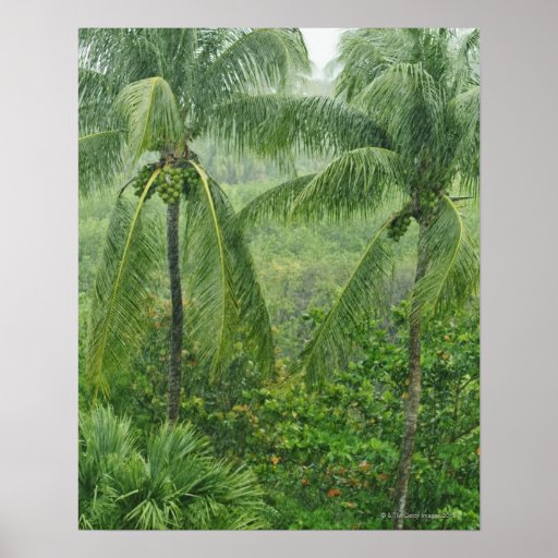 Tropical Rainforest Posters Zazzle