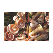 Tropical Seashells Gallery Wrap Canvas