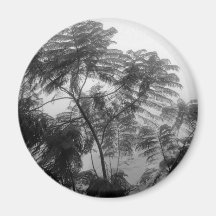 Tropical Tree Black and White in fog Refrigerator Magnets