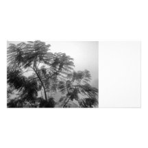 Tropical Tree Black and White in fog Photo Cards