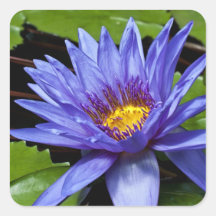 Tropical Waterlily Sticker