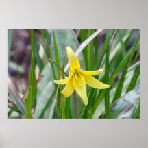 Trout Lily Poster