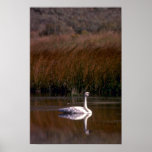 Trumpeter Swan Posters