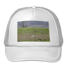 Trumpeter Swan San Juan Island Birthday|Sympathy Hat