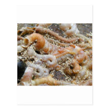 Tube Worm Shells Ocean Postcard