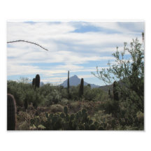 Tucson Desert Photo