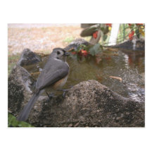 Tufted Titmouse Bath Postcard