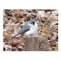 Tufted Titmouse Bird Postcard