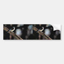 Tufted titmouse bumper stickers