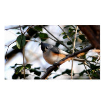 Tufted Titmouse Business Cards